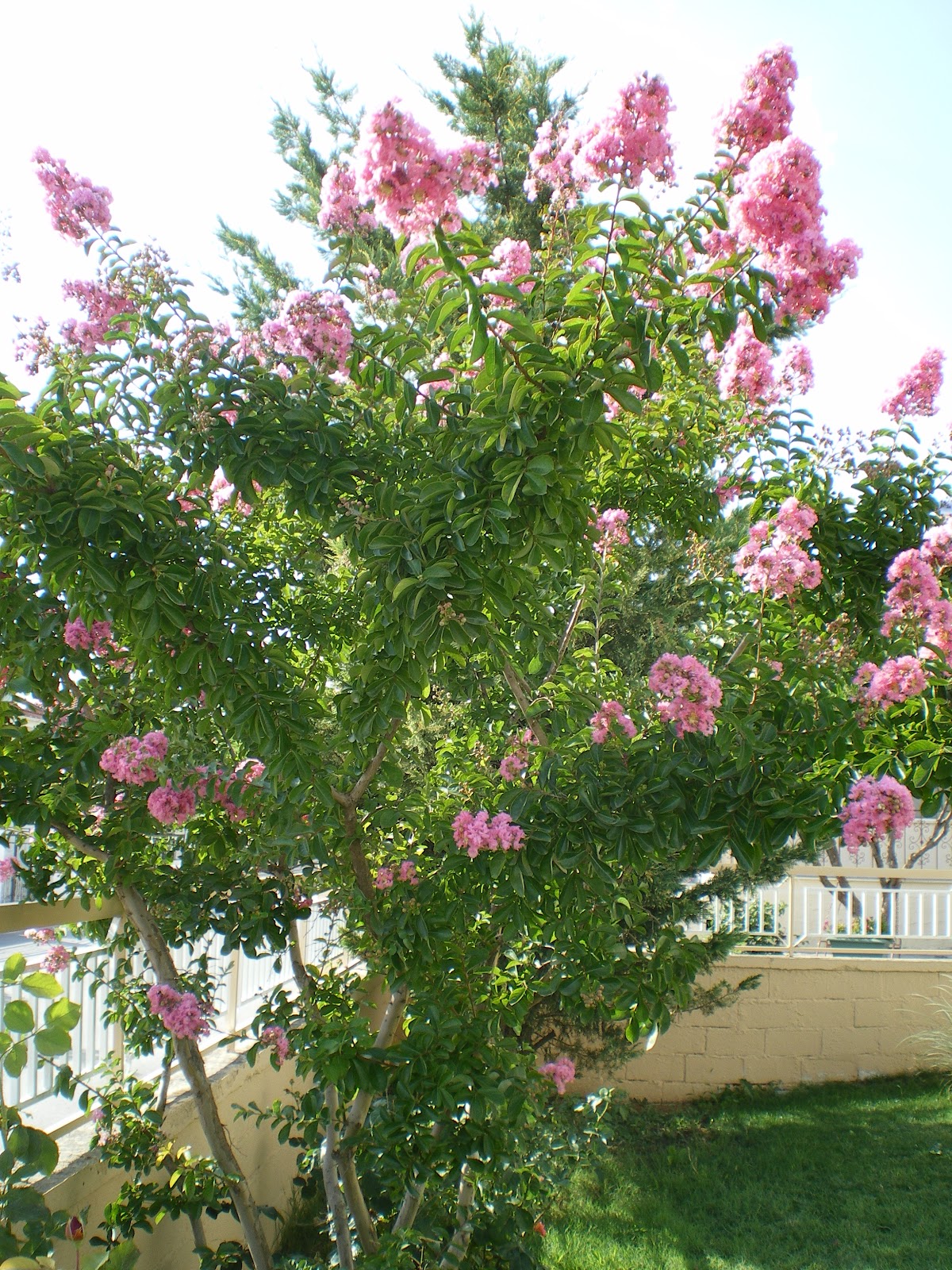 Λαγκεστρέμια ή Στρατηγός Γλάστρα 25 cm Ύψος 1,60-1,70 - Image 2