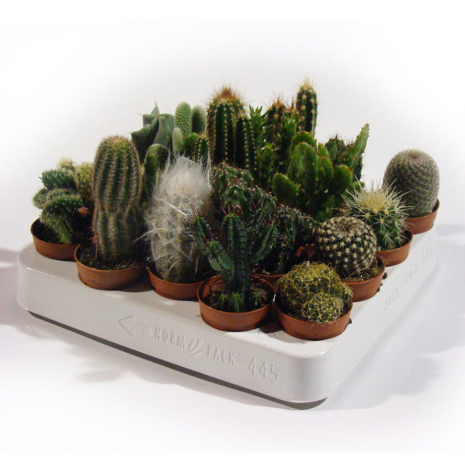 Κάκτοι 5,5 εκ.