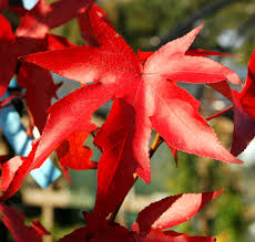 Λυκιδάμβαρη - Image 2