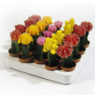 Κάκτοι εμβολιασμένοι  5.5 cm