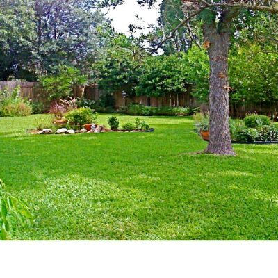 Ουγκάντα (Bermuda grass)