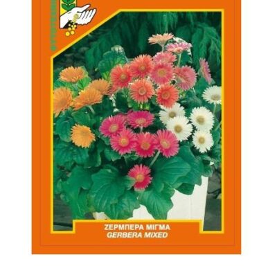 Ζέρμπερα μίγμα
