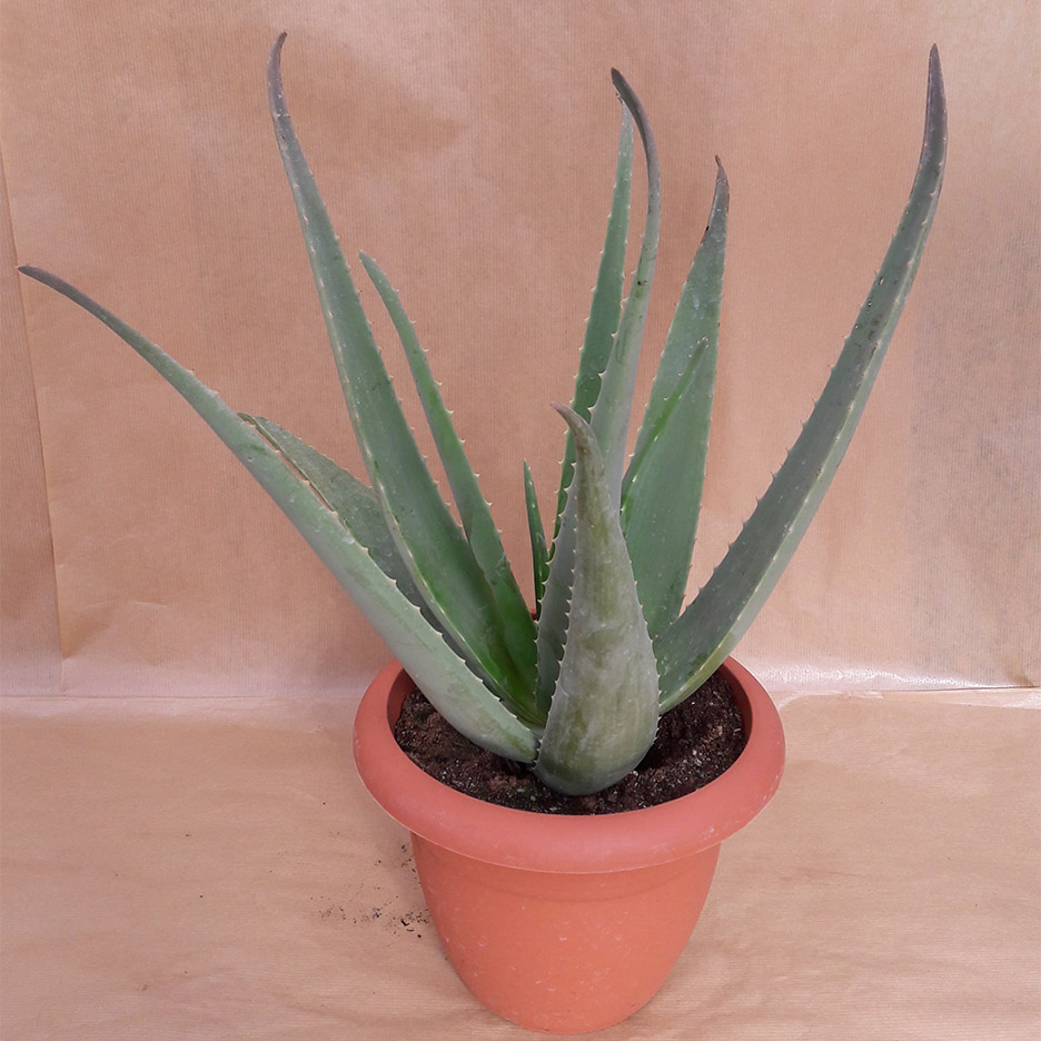 Αλόη (Aloe Vera) - Image 2