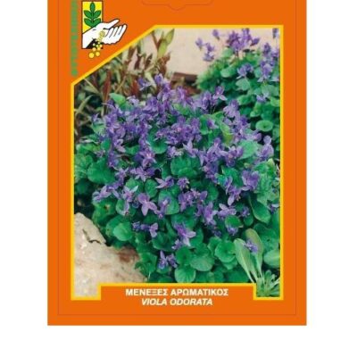 Μενεξές αρωματικός