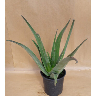 Αλόη (Aloe Vera)