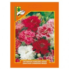 Γαρύφαλλο κινέζικο διπλό