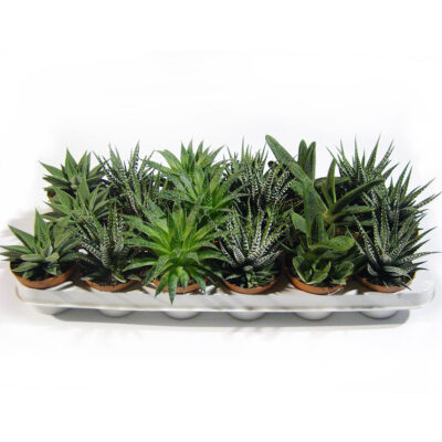 Παχύφυτα Haworthia 8.5 εκ