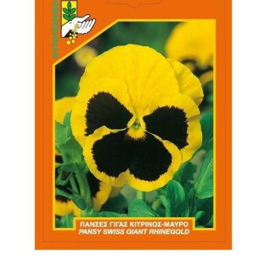 Πανσές γίγας κίτρινο-μαύρο μάτι