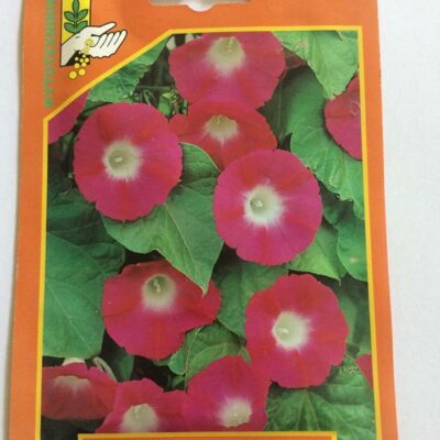 Ιπομέα κόκκινη