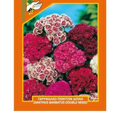 Γαρύφαλλο ποιητών διπλό