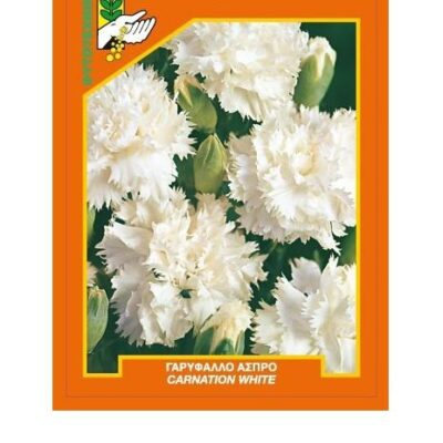 Γαρύφαλλο άσπρο