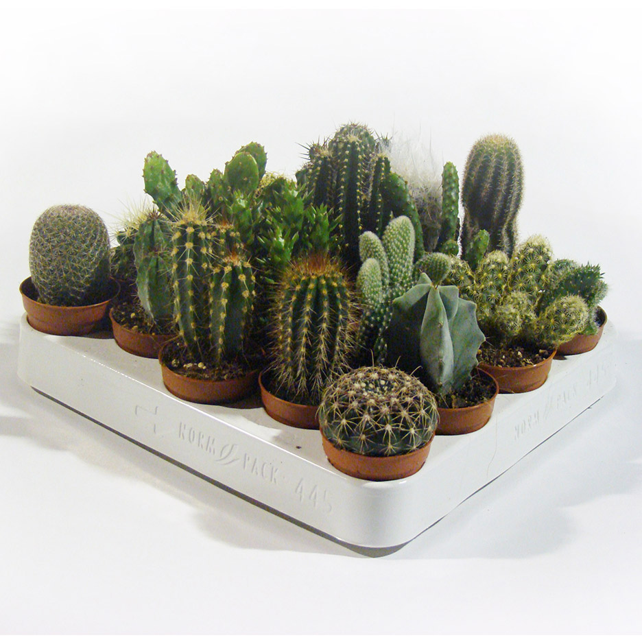 Κάκτοι 5,5 εκ. - Image 2