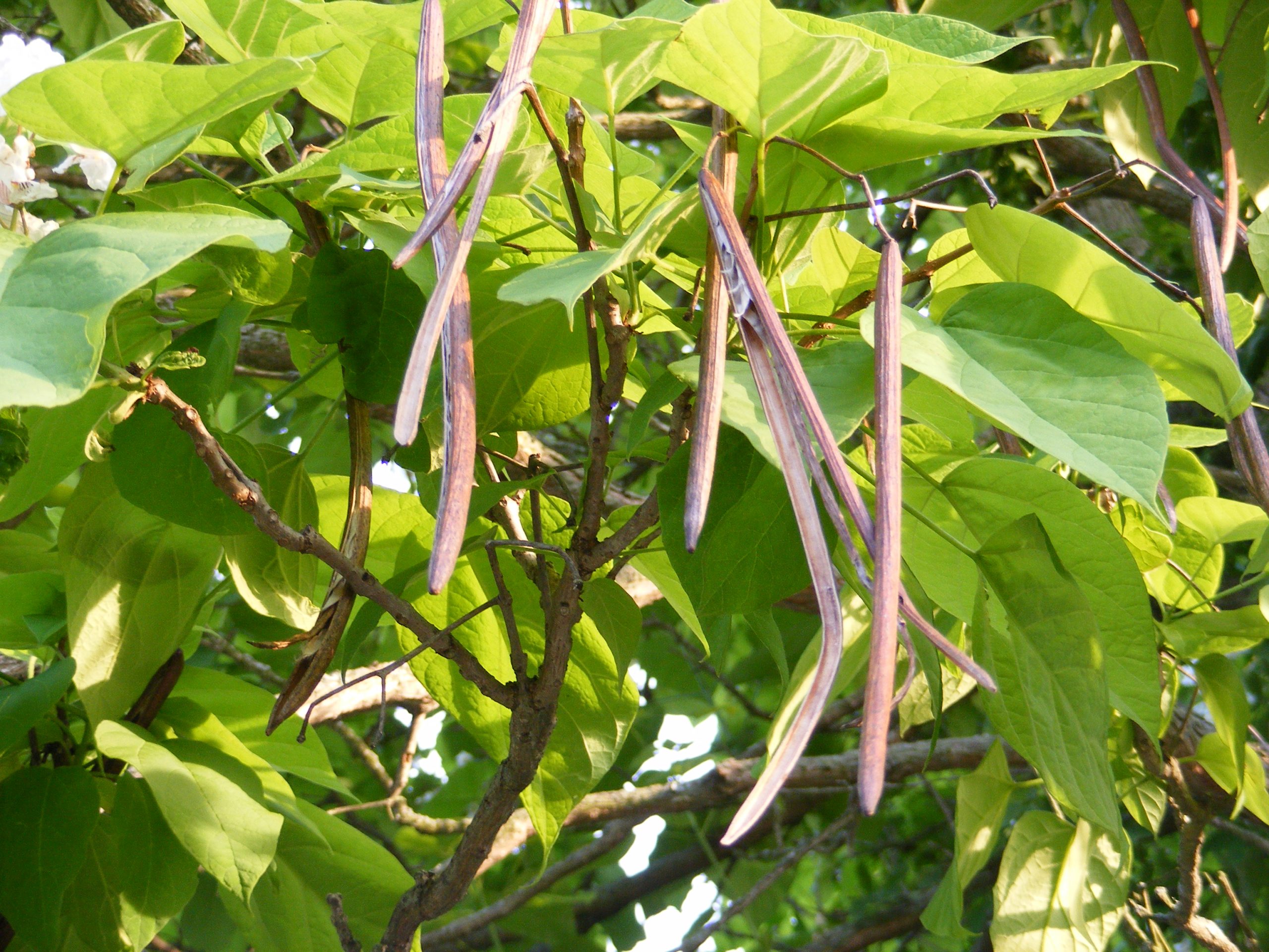 Κατάλπη - Image 4