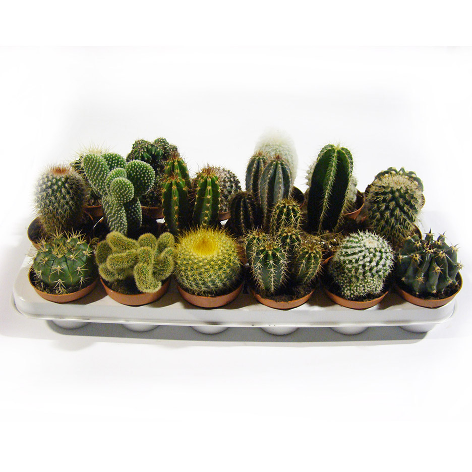 Κάκτοι 8.5 εκ.