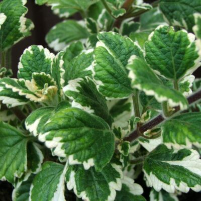 Πλέκτρανθος