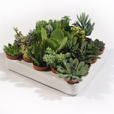 Παχύφυτα 5.5 εκ.