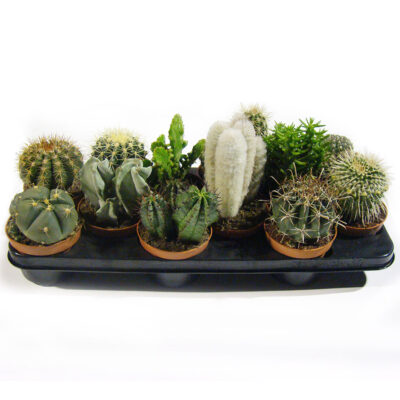 Κάκτοι 10.5 εκ.