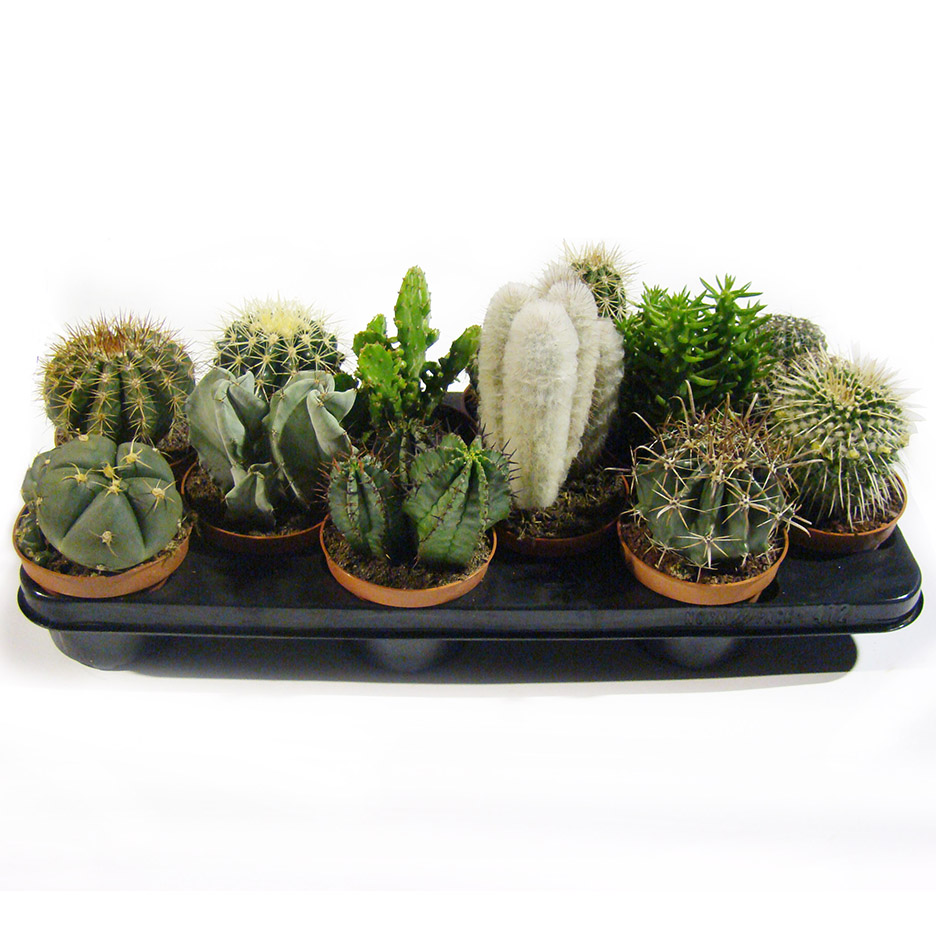 Κάκτοι 10.5 εκ.