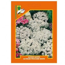 Άλυσσο άσπρο