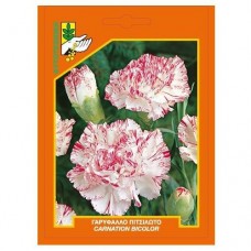 Γαρύφαλλο πιτσιλωτό