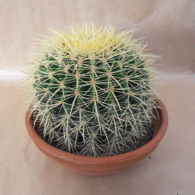 Εχινόκακτος (Echinocactus grussonii)