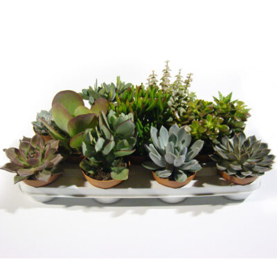 Παχύφυτα 10.5 εκ.