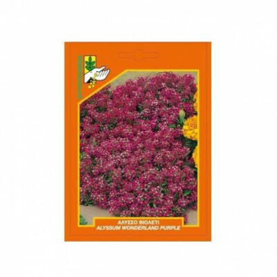 Άλυσσο βιολετί