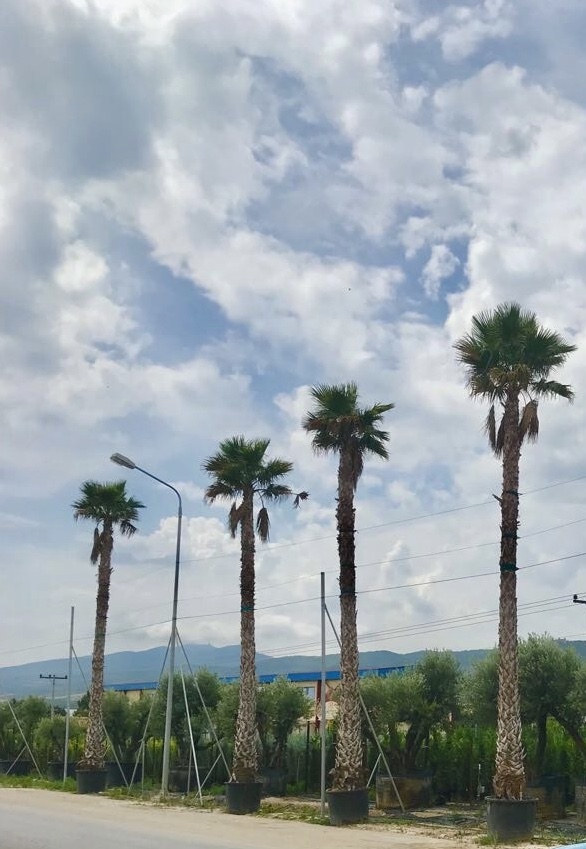 Πιτσάρδια ή Ουανσιγκτόνια - Image 2