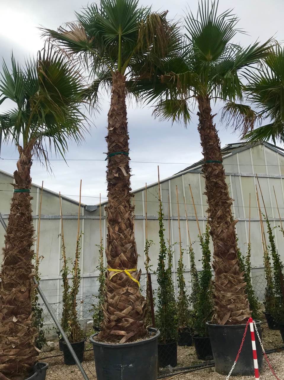 Πιτσάρδια ή Ουανσιγκτόνια - Image 3