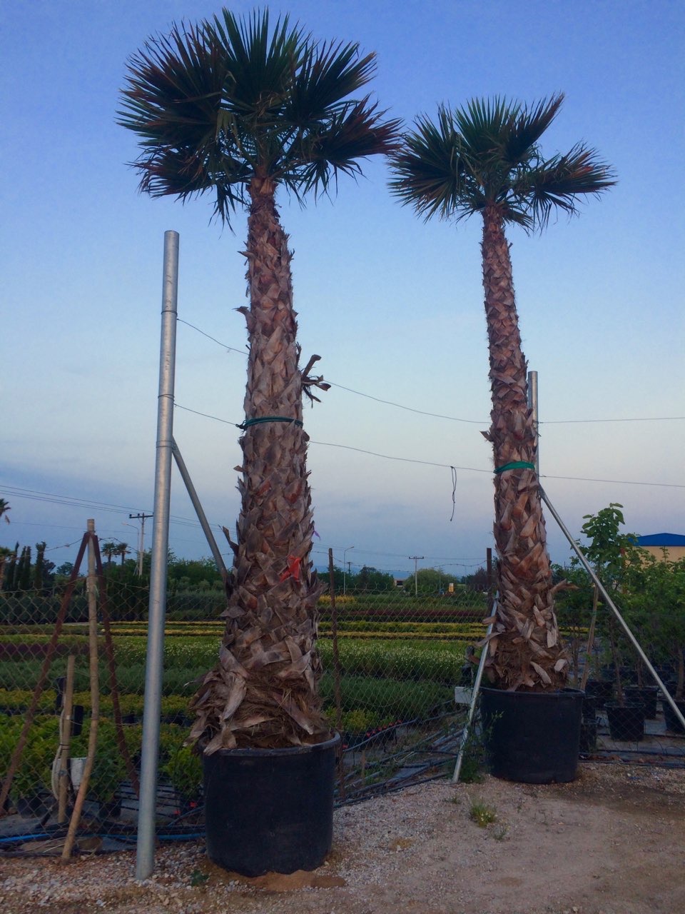 Πιτσάρδια ή Ουανσιγκτόνια