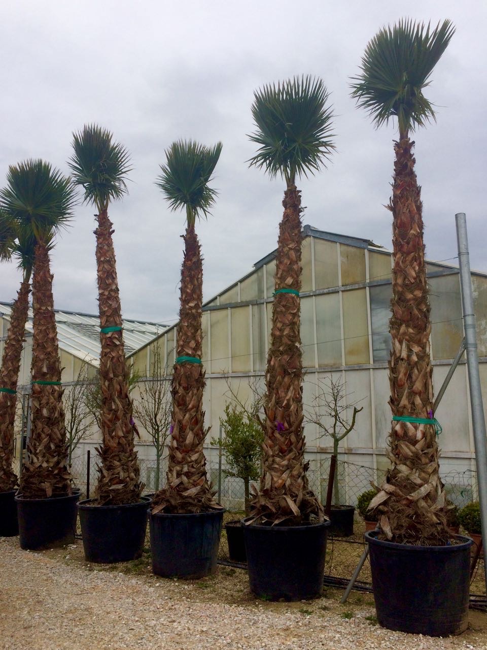 Πιτσάρδια ή Ουανσιγκτόνια - Image 5