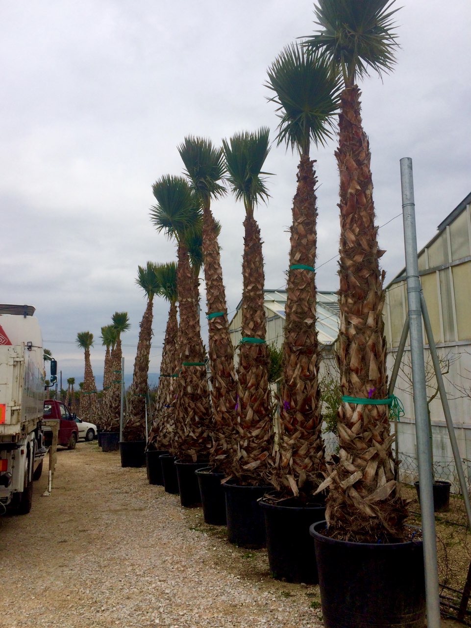 Πιτσάρδια ή Ουανσιγκτόνια - Image 6