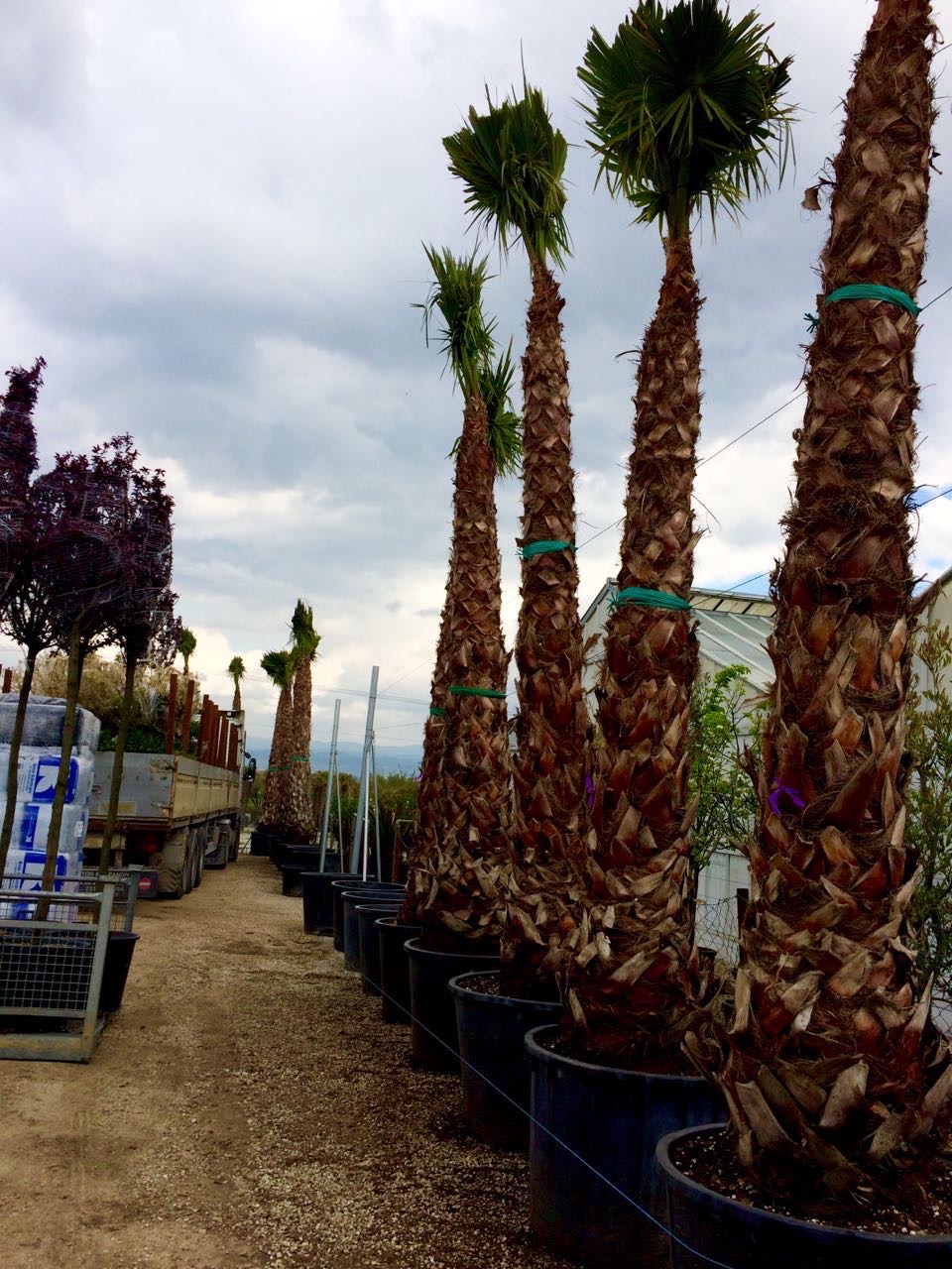 Πιτσάρδια ή Ουανσιγκτόνια - Image 7