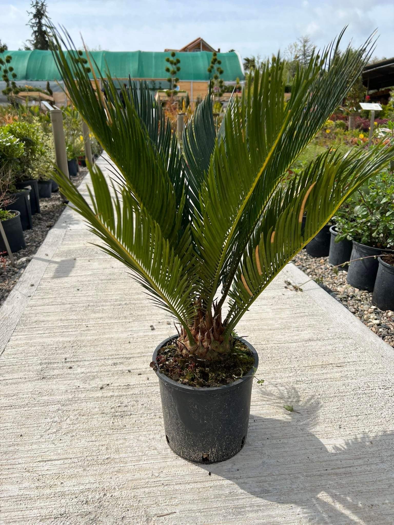 Τσίκας - Image 2