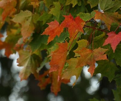 Σφένδαμος Δένδρο (Negundo) Πάχος κορμού 8-10 cm