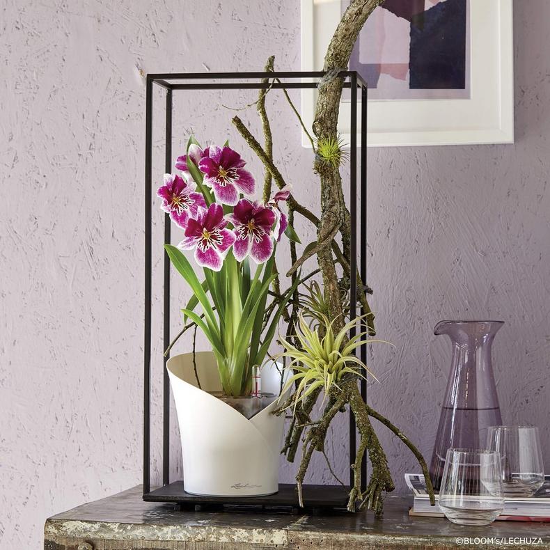 Orchidea - Image 7