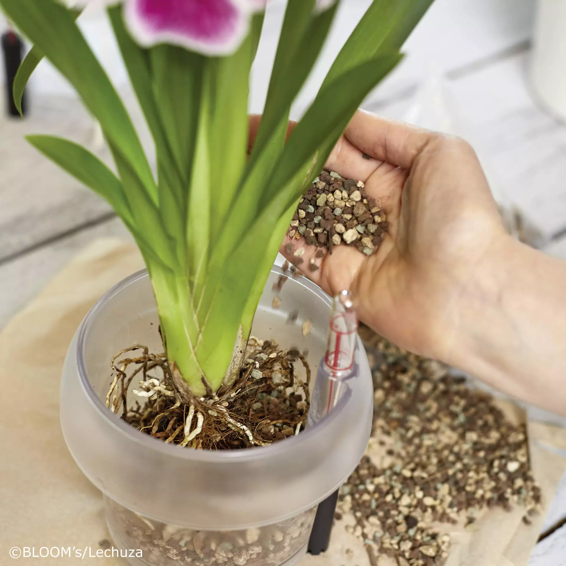 Υπόστρωμα Lechuza Orchidpon 6lt - Image 4