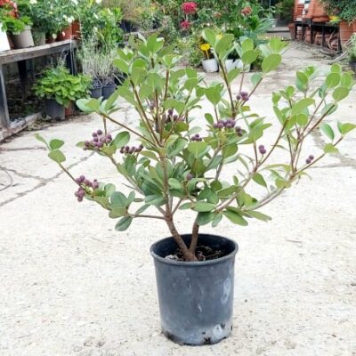 Ραφιολεπις