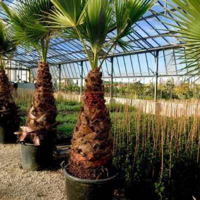 Χαμαίρωπας "Excelsa"