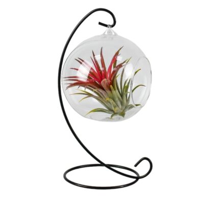 Tillandsia arr. 13Ø 15cm