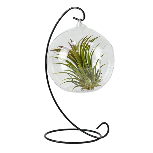 Tillandsia arr. 13Ø 15cm - Image 2