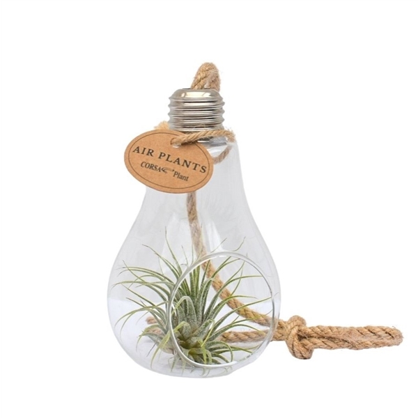 Tillandsia arr. 8Ø 15cm