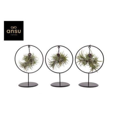 Tillandsia arr. 17Ø 35cm - Κυκλική Σύνθεση