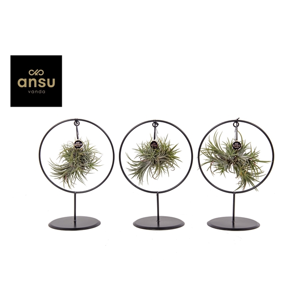 Tillandsia arr. 17Ø 35cm - Κυκλική Σύνθεση