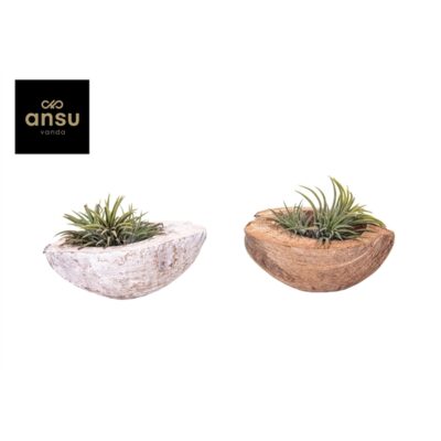 Tillandsia arr. in coconut 5cm