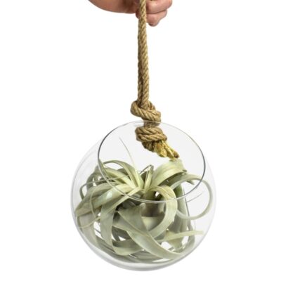 Tillandsia arr. 20Ø 20cm