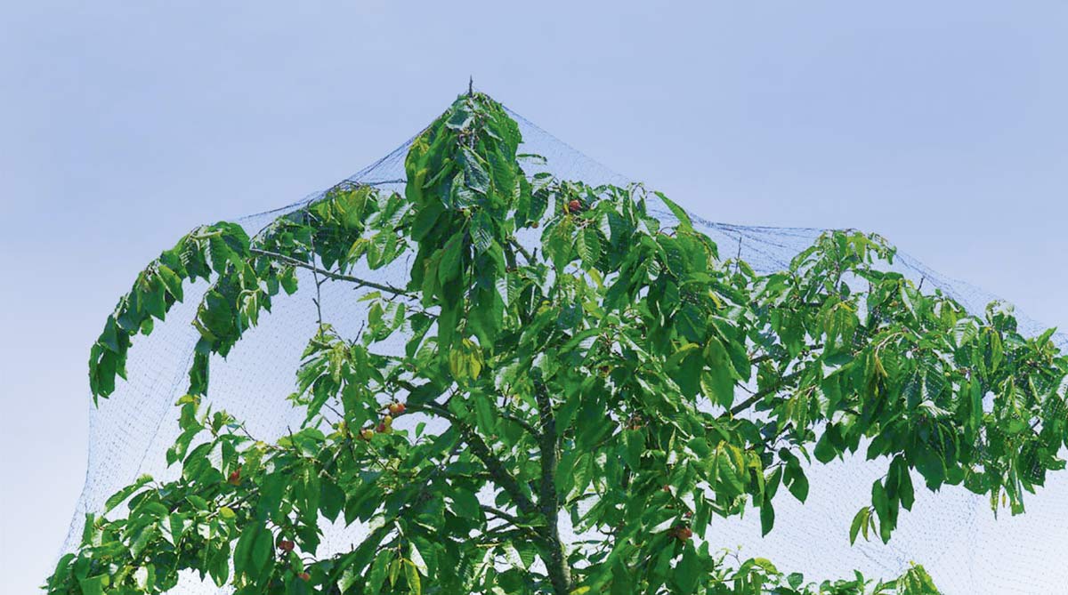Δίχτυ αναρρίχησης 4x5m Stocker 4574 - Image 2