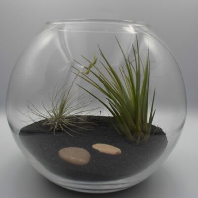 Σύνθεση Αερόφυτα Volcano 20cm