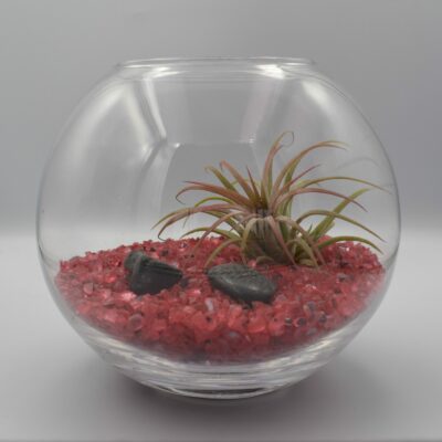 Σύνθεση Αερόφυτα Fire 16cm