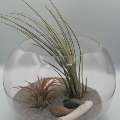 Σύνθεση Αερόφυτα Summer 20cm